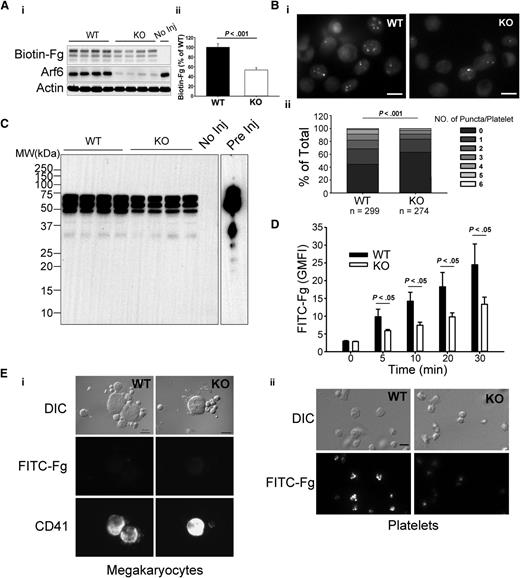Figure 3. Arf6 KO platelets are defective in Fg uptake in vivo and ex vivo. (A) Arf6 deletion impairs platelet uptake of Fg in vivo. (i) WT and KO mice were injected with biotin-Fg via the retro-orbital sinus. Platelets were harvested 24 hours postinjection. Platelet extracts (1 × 107/lane) were loaded, and the indicated proteins were probed for by western blotting using corresponding antibodies. Each lane represents platelets from a single mouse. A mouse without injection (No Inj) was included as a negative control. β-Actin was used as a loading control. (ii) Quantification of biotin-Fg levels in panel Ai was performed using ImageQuantTL and analyzed by SigmaPlot 12.0. (B) Arf6 deletion impairs Fg uptake by platelets ex vivo. (i) Washed platelets (5 × 108/mL) from WT and KO mice were incubated with FITC-Fg (0.05 mg/mL) for 1 hour at 37°C. After removing the extracellular FITC-Fg, platelets were incubated with HEPES Tyrode buffer (pH = 7.4) for another 2 hours. Platelets were fixed with 2% paraformaldehyde overnight at 4°C and subjected to epifluorescence microscopy. The extracellular signal was quenched with 0.1% trypan blue, and representative images, from 4 experiments, are presented. (ii) The number of FITC-positive puncta per platelet was manually counted, and platelets were grouped according to that number. The percentage platelets in each group relative to total was calculated and plotted as a bar graph. Statistical significance was determined using rank sum test. (C) Overexposure of biotin blot in panel Ai, to probe for fragments of biotin-Fg. Starting biotin-Fg (Pre Inj) was included as a comparison. (D) Arf6 deletion impedes uptake of FITC-Fg ex vivo. Washed platelets (1.0 × 109/mL) from 3 WT (black) and 3 KO (open) mice were separately incubated with FITC-Fg (0.15 mg/mL) at 37°C for the indicated times and then fixed with 2% paraformaldehyde overnight at 4°C. Intracellular FITC-Fg levels were measured by flow cytometry, after addition of trypan blue, and expressed as GMFI (mean ± standard deviation). Statistical significance was determined by Student t test. (E) Megakaryocyte uptake of FITC-Fg is below detection under the conditions used. WT and KO mice were injected with FITC-Fg (0.75 mg/mouse) via the retro-orbital sinus. Each group included 2 mice. Bone marrow cells and platelets were harvested 24 hours postinjection and fixed with 2% paraformaldehyde. DIC images and fluorescence images are presented. Megakaryocytes were identified by CD41 staining. (i) The exposure time for FITC-Fg and CD41 images is 2 seconds and 0.5 seconds, respectively. The scale bar is 10 µm. (ii) The exposure time for FITC-Fg is 1 second. The scale bar represents 5 µm. Representative images were selected from >10 different fields of each group.