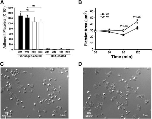 Figure 4. Arf6 KO platelets have enhanced spreading but normal static adhesion. (A) Quantification of static platelet adhesion on Fg- and BSA-coated surface. Washed calcein-labeled platelets (2.5 × 108/mL) from WT and KO mouse were incubated on Fg- or BSA-coated surfaces for 30 minutes at 37°C. The number of adherent platelets was measured using a plate reader with excitation/emission at 485/538 nm, and referenced to a standard curve. Each bar represents platelets from a single mouse. Statistical analysis was performed using Student t test. (B) Quantification of platelet surface area when spread on Fg-coated surfaces. Washed platelets from WT and KO mice (2.0 × 107/mL) were supplemented with 1 mM Ca2+ and then incubated on Fg-coated surfaces for the indicated times. They were fixed with 4% paraformaldehyde, and DIC images were taken using Nikon Eclipse E600 microscope (Nikon) with a 100X/1.40 NA, DIC H oil objective lens (Nikon) with a Zeiss camera (AxioCam MR). Images were processed with Zen 2011 (blue edition; Zeiss) and quantified by Image J (v1.47; National Institutes of Health). (C-D) Representative DIC images of WT (C) and KO (D) platelets spread at the 120 minutes point. The data are representative of at least 3 independent experiments.