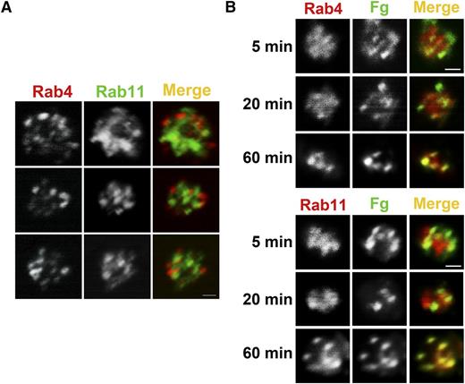 Figure 6. FITC-Fg transits through Rab4- and Rab11-positive compartments after internalization. (A) Rab4- and Rab11-containing compartments are present in human platelets. Washed human platelets (5 × 108/mL) were fixed with 2% paraformaldehyde, washed, and allowed to adhere to poly-d-lysine–coated coverslips. Immunofluorescence staining was done as described in “Methods.” Platelets were incubated with anti-Rab4 mouse monoclonal antibody and anti-Rab11 rabbit polyclonal antibody, and then with Alexa 568 conjugated goat anti-mouse IgG or Alexa 488 conjugated anti-rabbit IgG, respectively. Images were taken with a Nikon A1R confocal microscope (60X/1.49 NA DIC N2 oil) and digitally magnified ×30. Scale bar represents 1 µm. (B) Internalized FITC-Fg goes through Rab4- and Rab11-positive compartments in WT mouse platelets. Washed WT mouse platelets (5 × 108/mL) in HEPES Tyrode buffer containing 1 mM Ca2+ were incubated with FITC-Fg (0.05 mg/mL) for the indicated times and then fixed with 2% paraformaldehyde at room temperature. After washing with PBS, the fixed platelets (5 × 107/mL) were allowed to adhere to poly-d-lysine–coated coverslips. Immunofluorescence staining was performed as described in “Methods” using anti-Rab4 rabbit polyclonal antibody or anti-Rab11 rabbit polyclonal antibody followed by TRITC-conjugated goat anti-rabbit secondary antibody. Images were taken with a Nikon A1R confocal microscope (60X/1.49 NA DIC N2 oil) and digitally magnified ×15. Scale bar represents 1 µm.