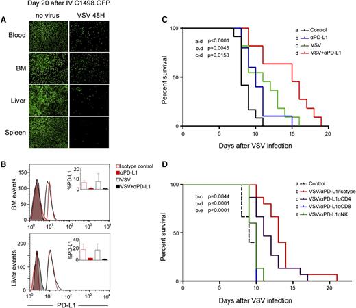 Figure 3. Antitumor activity of VSV in a murine AML C1498.GFP model. (A) C57BL/6 mice were given C1498.GFP IV and, on day 20, received 1 dose 108 TCID50 VSV-mIFNβ-NIS IV; the mice were harvested 48 hours later. Representative photographs show abundant GFP-positive C1498 cells in control mice, but fewer C1498.GFP cells in VSV-treated mice. (B) Single-cell suspensions from the liver and bone marrow were analyzed by flow cytometry after staining with an anti-PD-L1 Ab and gating GFP-positive cells. Bar and error bars (top right) represent the mean ± SEM (n = 4 mice) from each group, showing significantly lower levels of PD-L1 on tumor cells from mice that received the Ab treatment. (C) Kaplan-Meier survival curves of mice in the various treatment groups (n = 11 or 12 mice in each group). Mice received VSV-mIFNβ-NIS IV on day 0, followed 3 days later with anti-PD-L1 Ab or isotype control Ab (3 total doses). The P values are shown. (D) Kaplan-Meier survival curves of mice that received VSV and anti-PD-L1 Ab, with and without depletion of specific immune cell populations (n = 15 mice in each group). Untreated mice (isotype) or mice depleted of CD4, CD8, or NK cells received VSV-mIFNβ-NIS IV on day 0, followed 3 days later with IP injections of 200 μg of anti-PD-L1 Ab. The P values indicating significance level between groups are shown. BM, bone marrow.