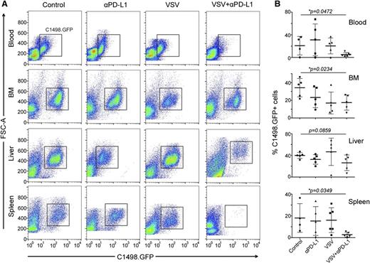 Figure 4. Combination VSV-mIFNβ-NIS and anti-PD-L1 Ab treatment significantly decreases tumor burden in AML mice. Quantitative analysis of percentage of GFP-positive tumor cells in the single-cell preparations. (A) Representative flow data and (B) scatter plots of the percentage of C1498.GFP cells in the cell suspensions. Mean ± SEM is shown (n = 4-6 samples per group). *P ≤ .05. The unpaired Student t test was used. FSC-A, forward scatter.