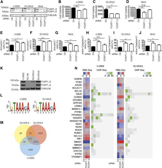 Figure 1. Identification of FOXP1 target genes by ChIP sequencing combined with RNA sequencing. (A-J) Either all (siFOXP1.1) or preferentially the high-molecular-weight isoforms (siFOXP1.2) of FOXP1 (isoforms designated FOXP1_8 and 1_6) were depleted in the 3 DLBCL cell lines (U-2932, SU-DHL6, and RIVA) for 72 hours prior to the assessment of FOXP1 levels, cell viability, and cell death. An unspecific control siRNA was used for comparison. (A) FOXP1 levels as assessed by western blotting with α-TUBULIN as loading control. (B-D) Cell viability as determined by CellTiter Blue assay. (E-G) Apoptosis as determined by Annexin V staining followed by flow cytometry. (H-J) Apoptosis as determined by cleaved/active caspase-3 staining followed by flow cytometry. Data represent means + SEM of at least 3 independent experiments per cell line (B-J). (K) Western blot showing FOXP1 expression in the 4 cell lines used for ChIP-sequencing with α-TUBULIN as loading control. (L) Top enriched motif as identified by DREME in U-2932 (E = 4.1e-295) and SU-DHL6 (E = 2.1e-486) cells. (M) Venn diagram showing the overlap of identified ChIP peaks in the 3 FOXP1-positive cell lines. (N) 27 FOXP1 targets as identified by RNA sequencing and ChIP sequencing. Log2-transformed gene expression (counts per million; blue/red color code) of U-2932 and SU-DHL6 cell lines transfected with the indicated siRNAs is shown alongside the fold enrichment of ChIP peaks in the same cell lines (gray/green color code). *P < .05, **P < .01, and ***P < .001 (2-tailed Student t test). n.s., not significant.