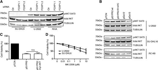 Figure 5. AKT activity is neither affected by FOXP1/S1PR2 signaling nor required for DLBCL cell survival. (A-B) AKT activity was assessed by phospho-S473–specific western blotting of the indicated cell lines 72 hours after transfection with FOXP1-specific or control siRNAs (A) or after transfection with the indicated expression plasmids (B). Total AKT and α-TUBULIN are shown as loading controls. (C) Cell viability of U-2932 cells was measured by CellTiter Blue assay 48 hours after transfection with expression plasmids encoding S1PR2 and a myristoylated, constitutively active form of AKT. Data were normalized to empty plasmid (pTCN) and represent means + SEM of 3 independent experiments. (D) Cell viability of the indicated cell lines was measured by CellTiter Blue assay after 24 hours of treatment with the indicated concentrations of the AKT inhibitor MK-2206 or the vehicle control (dimethylsulfoxide). Data were normalized to vehicle control (dimethylsulfoxide) and are represented as means + SEM of 3 independent experiments.