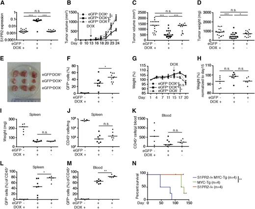 Figure 6. The inducible expression of S1PR2 delays tumor growth in vivo. (A-F) NOD/SCID/IL2Rγ−/− mice were subcutaneously inoculated in both flanks with 1 × 107 SU-DHL6 cells that had been transduced with pIND21-S1PR2 and sorted for enhanced GFP (eGFP). eGFP-negative cells were used as a negative control. Mice were switched to doxycycline-containing chow once tumors were palpable (on day 13 posttransplantation). Mice transplanted with eGFP-positive cells were maintained on normal chow as another negative control. The data shown were pooled from 2 independent experiments. (A) S1PR2 expression as determined by qRT-PCR (normalized to ACTIN) of resected tumors. (B-C) Tumor volume as determined over time (days posttransplantation, B; P values were calculated using 2-way analysis of variance with Tukey multiple comparison test) and at the study end point (C). (D) Tumor weight at the study end point. (E) Representative excised tumors of the indicated treatment groups. (F) eGFP-positive fraction of tumor cells at the study end point. (G-M) 1 × 107 subcutaneously passaged SU-DHL6 (pIND21-S1PR2) cells were sorted for eGFP expression and injected into the tail veins of NOD/SCID/IL2Rγ−/− mice; mice were treated with doxycycline starting on day 15 post injection as described in panel A-F. (G) Body weight per mouse as recorded every 3 days for the 3 treatment arms (means ± SEM; P values were calculated using 2-way ANOVA with Tukey multiple comparison test). (H) Body weight change relative to day 15 post–tumor cell injection. (I-J) Spleen weight and tumor cell burden per milligram of spleen at the study end point. (K) Tumor cell burden in the blood at the study end point, as determined by CD45 staining. (L-M) Fraction of eGFP-positive cells in % of all human CD45-positive tumor cells in the spleens (L) and blood (M) of the indicated groups at the study end point. Horizontal lines indicate the medians, each symbol represents one tumor. *P < .05, **P < .01, and ***P < .001 (2-tailed Mann-Whitney U test for all panels except B, G, and N). (N) Kaplan-Meyer plot of S1PR2+/+/Emu-MYC-transgenic (MYC-tg), S1PR2+/− and S1PR2+/−/MYC-tg mice (4 per group). **P < .01; calculated with log-rank (Mantel-Cox) test. DOX, doxycycline; n.s., not significant.