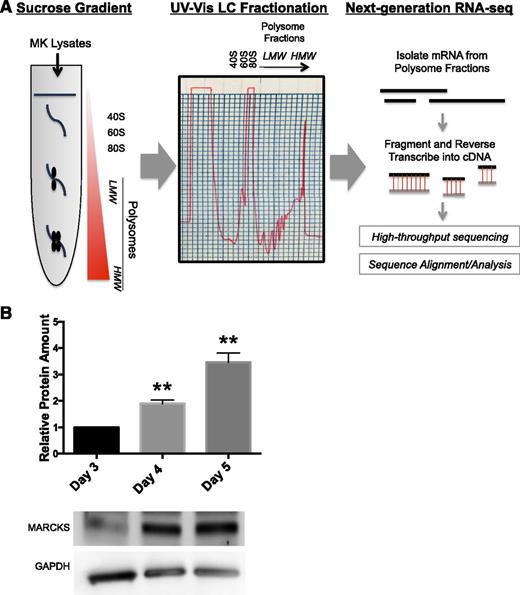 Figure 3. Polysome profiling and western blot show that MARCKS is enriched in proplatelet-producing MKs. (A) Lysates from either round, mature murine MKs preceding proplatelet formation (day 4) or proplatelet-producing MKs (day 5) were subject to sucrose gradient, fractionation, and RNA-seq, as described in Methods. A representative ribosomal profile used in polysome profiling is shown. (B) Murine fetal liver MKs were cultured as described in Methods and lysed at indicated times. Western blots were quantified relative to the loading control, and then normalized to amount of protein on day 3 (n = 3; **P < .005, compared with day 3).