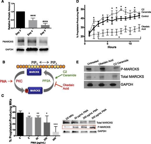 Figure 5. MARCKS is differentially expressed and phosphorylated during maturation and proplatelet formation in primary murine MKs. (A) MKs were cultured as described and lysed at indicated times. Western blots were quantified relative to the loading control, and then normalized to amount of protein on day 3 (n = 4; ***P < .0001, compared with day 3). (B) Schematic of MARCKS phosphorylation/internalization and dephosphorylation. (C) MKs at day 4 were treated with PMA (PKC activator) at indicated dosages. Percent proplatelet formation was quantified manually and western blots were done to show differential MARCKS phosphorylation status with PMA treatments (n = 4). (D) MKs on day 4 were treated with C2 ceramide (0.1 μM, PP2A activator) or okadaic acid (0.1 μM, PP2A inhibitor). Percent proplatelet formation over time was quantified using the Incucyte imaging system and (E) western blots were done to show differential MARCKS phosphorylation status with treatments (n = 3; *P < .05, **P < .005, ***P < .0001, compared with control).