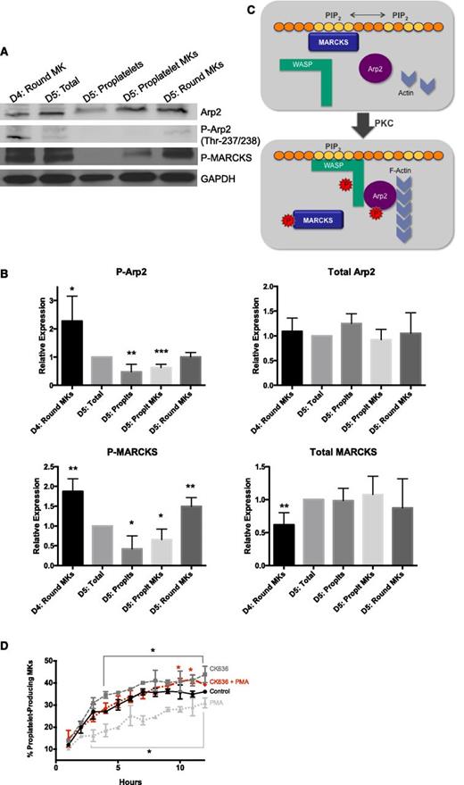 Figure 6. Phosphorylated MARCKS and Arp2 are downregulated in proplatelet-producing MKs. Murine fetal liver MKs were cultured as described in Methods and lysed at indicated times. Cell fractions were separated by BSA gradient as described in Methods. (A) Representative western blot. (B) Western blots were quantified relative to the loading control, and then normalized to the total amount of protein at day 5 (n = 4; *P < .05, **P < .01, ***P < .005, compared with D5:total). (C) Proposed model of the role of MARCKS vs P-MARCKS in proplatelet formation. (D) MKs on day 4 were treated with PMA (500 pg/mL, PKC activator), CK636 (1 μM, Arp2 inhibitor), or both simultaneously, and percent proplatelet formation over time was quantified using the Incucyte imaging system (n = 3; *P < .05, compared with control).