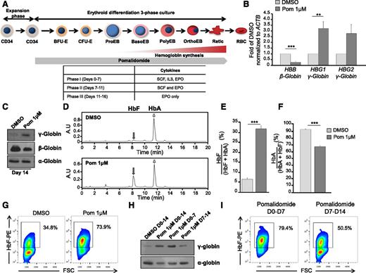 Figure 1. Pomalidomide partially reverses the fetal-to-adult globin switch through the reciprocal expression of globin genes. (A) Schematic representation of human erythropoiesis and experimental design. Adult CD34+ cells from peripheral blood were expanded for 4 days, then differentiated using a three-phase culture system that recapitulates human erythropoiesis up to the enucleated reticulocyte (phases 1 to 3, detailed in the table at the bottom). 1 μM pomalidomide (Pom 1μM) was added at the end of the expansion phase and replaced every 3 to 4 days for the duration of the culture unless otherwise stated. (B) qRT-PCR of γ- and β-globin mRNA levels normalized to β-actin at D11 of differentiation in the presence of Pom 1μM or DMSO control. The data are shown as the mean fold difference of DMSO ± standard error of the mean (SEM) (N = 5): HBB (***P = 8.0785 × 10−5), HBG1 (**P = .0034), HBG2 (n.s. P = .0803). (C-I) D14 of differentiation: (C) western blot of cell lysates for α-, β-, and γ-globin chains (N = 3), and (D) hemoglobin production was assessed by HPLC using supernatants from dH2O lysed cells. Representative chromatograms from DMSO and pomalidomide-treated cultures. Gray and white arrows denote fetal hemoglobin (HbF) and adult hemoglobin (HbA), respectively. (E-F) The area under the curve was calculated, and relative hemoglobin composition was expressed as (E) the mean percent HbF/(HbF + HbA) ± SEM (N = 6): ***P = 5.5585 × 10−7 and (F) the mean percent HbA/(HbA + HbF) ± SEM (N = 6): ***P = 6.2138 × 10−7. (G) Cells were fixed, permeabilized, and stained with a PE-conjugated anti-HbF antibody. Flow cytometry data displayed as HbF against FSC. Box delineates HbFpos cells (F-cells), which possess a fluorescent intensity greater than unstained control (N = 3). (H) Western blot of γ-globin chain expression and (I) F-cells in cultures treated with Pom 1μM for 14 days, the first or second 7 days of differentiation (N = 3).