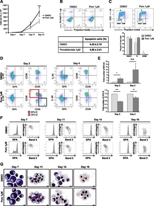 Figure 2. Pomalidomide delays early erythropoiesis at the BFU-E/CFU-E transition, without altering cell proliferation, viability, and terminal erythroblast differentiation. (A) Growth curves of DMSO and pomalidomide-treated cultures. The data are shown as the mean cells/mL ± SEM (N = 6). (B-C) At day 4 of differentiation, cells were stained with (B) Annexin V and propidium iodide to assess apoptosis (N = 3) or (C) EdU and propidium iodide for cell cycle analyses (N = 3), along with the respective quantifications ± SEM. (D-E) Flow cytometric characterization of erythroid precursors and terminal erythroblast differentiation. (D) Using the surface markers IL-3R, GPA, CD36, and CD34, double-negative (IL-3Rneg/GPAneg) cells were gated and then analyzed for the expression of CD36 and CD34 to identify BFU-E (CD36neg/CD34hi) and CFU-E (CD36hi/CD34neg) populations. (E) Quantification of BFU-E and CFU-E at day 2 (BFU-E *P = .0202; CFU-E ***P = 1.4528 × 10−5) and day 4 (BFU-E n.s. P = .1272; CFU-E **P = .0088) represented as a fold of DMSO ± SEM (N = 3). (F) Terminal differentiation was monitored via α4-integrin and band3 levels of GPApos cells at indicated days. α4-integrinhi/band3lo cells represent less mature erythroblasts, whereas α4-integrinlo/band3hi cells are further differentiated (N = 6). (G) Representative May-Grunwald Giemsa–stained cytospins showing erythroblast morphology during terminal differentiation in the presence of Pom 1μM or DMSO control (N = 6). The bar represents 5 μm.