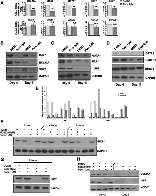 Figure 3. Pomalidomide treatment leads to selective targeting of the transcription networks modulating erythropoiesis and globin switching. (A) qRT-PCR of the main regulators of globin synthesis. The data are shown as the mean fold difference of DMSO ± SEM (N = 5): BCL11A (***P = .0004), SOX6 (**P = .0141), GATA1 (**P = .0113), KLF1 (**P = .0142), LSD1 (**P = .0051), IKZF1 (n.s. P = .1832), MI2B (n.s. P = .7901), GATA2 (n.s. P = .7667), HDAC1 (n.s. P = .1363), and CoREST (n.s. P = .1125). (B-D) Protein lysates from DMSO and pomalidomide-treated cells were collected at day 4 and day 11 of differentiation. The main transcription and chromatin remodeling factors involved in globin switching were investigated by immunoblot assays and grouped based on their expression patterns after pomalidomide treatment (N = 3): (B) IKZF1 (Ikaros), BCL11A, and SOX6 have reduced levels throughout the duration of culture. (C) GATA1, KLF1, and LSD1 display decreased expression early, but then normalize as differentiation progresses. (D) GATA2, CoREST, and HDAC1 are unaffected by pomalidomide. (E) Quantification of immunoreactive bands normalized to glyceraldehyde 3-phosphate dehydrogenase (GAPDH). (F) Western blot for IKZF1 in cells that were dosed with DMSO, Pom 1μM, MG132 5μM, or a combination of Pom 1μM and MG132 5μM for 1, 4, and 8 hours. (G) Cultures were treated with DMSO, Pom 1μM, epoxomicin 1μM, or a combination of Pom 1μM and epoxomicin 1μM for 8 hours, and then immunoblotted for IKZF1. (H) At day 2 and day 4 of differentiation, cells were dosed with indicated treatments for 4 hours. Western blot of BCL11A and IKZF1.