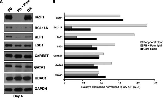 Figure 5. Erythropoiesis in pomalidomide-treated conditions is analogous to fetal-state erythropoiesis. (A) Adult peripheral blood or cord blood–derived CD34+ cells were differentiated toward the red cell lineage using the three-phase culture system. Protein lysates were collected at day 4 and immunoblotted for the indicated proteins (N = 3). (B) Quantification of immunoreactive bands normalized to GAPDH.
