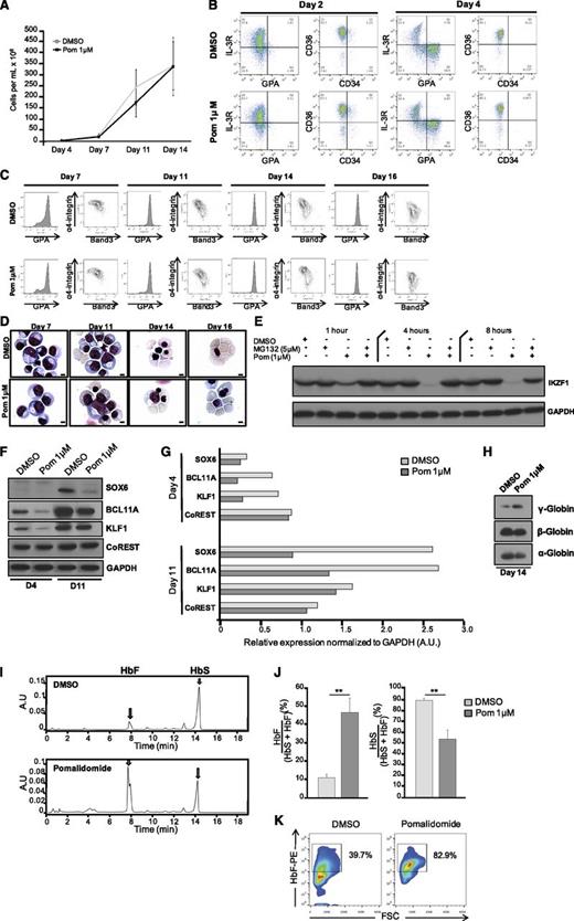 Figure 6. The mechanism of action of pomalidomide is conserved in CD34+ cells derived from sickle cell patients. CD34+ cells derived from the peripheral blood of SCD patients were expanded for 4 days and differentiated toward reticulocytes using the three-phase culture system. (A) Growth curves of DMSO and pomalidomide-treated cultures. The data are shown as the mean cells/mL ± SEM (N = 3). (B-C) Flow cytometric analyses of (B) BFU/CFU-E and (C) terminal erythroid differentiation as described in Figure 2 (N = 3). (D) May-Grunwald Giemsa–stained cytopreps at indicated days. Bar represents 5 μm. (E) Western blot for IKZF1 after treatment with DMSO, 1 μM pomalidomide, 5 μM MG132, or the combination of Pom 1μM and MG132 5μM for indicated times (N = 3). (F) Western blot for the expression levels of SOX6, BCL11A, KLF1, and CoREST at day 4 and day 11 (N = 3). (G) Quantification of immunoreactive bands normalized to GAPDH. (H) Immunoblot analyses of α-, β-, and γ-globin chains (N = 3). (I-J) Hemoglobin production was assessed by HPLC using supernatants from dH2O lysed cells. (I) Representative chromatograms from DMSO and pomalidomide-treated cultures. Gray and white arrows indicate peaks corresponding to HbF and HbA, respectively. (J) Quantification of hemoglobin HPLC displayed as the mean percent HbF/(HbF + HbS) ± SEM (**P = .0063; N = 3) and the mean percent HbS/(HbS + HbF) ± SEM (**P = .0127; N = 3). (K) Cellular distribution of HbF by flow cytometry at day 14. The box indicates HbFpos cells (F-cells) (N = 3).