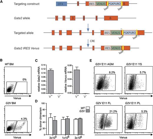 Figure 1. Gata2 Venus reporter construction and validation. (A) Schematic diagram of the IRES Venus reporter selection cassette insertion in the 3′UTR of the mouse Gata2 locus and Cre-mediated removal of lox PGK-Puro lox. Primers used for detection of the targeted and recombined alleles are indicated flanking the loxP sites (yellow). (B) Representative flow cytometric analysis and sorting plot of Venus-expressing cells in the BM of adult Gata2 Venus (G2V) mice. Gated regions show percentage positive and negative viable cells. (C) Relative levels of Gata2 and Venus mRNA in sorted Venus+ and Venus− Gata2V/+ BM cells as determined by qRT-PCR. Gata2 transcripts in Venus+ cells = 0.11337 ± 0.00681 and Venus− cells = 0.00012 ± 0.00003 (P = .000076). Venus transcripts in Venus+ cells = 0.06722 ± 0.00799 and Venus− cells = 0.00036 ± 0.00010 (P = .00112). Mean ± standard error of the mean (SEM), n = 3. (D) Competitive limiting dilution transplantation strategy used to test the quantity and robustness of Gata2V/V BM HSCs compared with wild type. Percentage of donor cell chimerism in adult irradiated recipients cotransplanted with the same number of wild-type (WT) Ly5.1/5.2 and Gata2 Venus (G2V/V) Ly5.2 BM cells. Varying numbers (1 × 105, 3 × 105, 3 × 106) of BM cells of each genotype were injected, and peripheral blood of recipients was analyzed for donor cell engraftment by FACS at 1 and 4 months after transplantation. n = 2 (5 mice per group). (E) Representative FACS plots demonstrating frequency of Venus expressing cells in E11 AGM, YS, PL, and FL. Gates indicate Venus− and Venus+ cell fractions. Percentages represent the frequency of Venus+ cells within the viable cell fraction (Table 1).