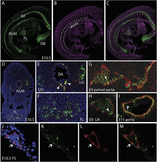 Figure 2. Localization of Gata2Venus-expressing cells in embryonic hematopoietic sites. Confocal images of a whole mount immunostained E10.5 Gata2Venus embryo showing (A) Venus (green), (B) CD31 (magenta), and (C) merged expression. Venus-expressing cells are detected in the AGM along the wall of the dorsal aorta (dotted lines), the FL, NT, and OB. (D) Confocal image of a transverse section through the E10.5 AGM. DAPI staining (blue), CD31 (red), and Venus fluorescence (green) revealed Gata2-expressing aortic endothelial and hematopoietic cluster cells and UG and FL cells. Enlarged images of D showing Gata2-expressing cells in (E) AGM (DA, dorsal aorta; UG, urogenital ridges; arrowheads indicate hematopoietic cluster) and (F) FL. Venus (green) and CD34 (red) fluorescence showing endothelial and hematopoietic cluster cells in (G) E9 paired aorta, (H) umbilical artery (UA) at E9, and (I) E11 aorta. Arrowheads indicate hematopoietic cluster. (J-M) Images of E10.5 YS section showing DAPI merged, Venus, CD31, and merged fluorescence. Arrow denotes an endothelial cell expressing Venus and CD31.