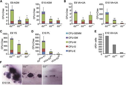 Figure 4. CFU-C numbers and vascular hematopoietic clusters in Gata2−/− embryos. CFU-C numbers per ee found in (A) E9 and E10 AGM, (B) E9 and E10 VA+UA, (C) E9 and E10 YS, and (D) E10 placenta. *P < .05; **P < .01. (E) Quantitation of cKit+ hematopoietic cluster cells in VA+UA of E10 Gata2+/+, Gata2+/−, and Gata2−/− embryos. (F) Representative whole mount images of hematopoietic cluster cells in the VA of E10 Gata2+/+ (30 sp), Gata2+/− (31 sp), and Gata2−/− (30 sp) embryos stained for cKit expression.