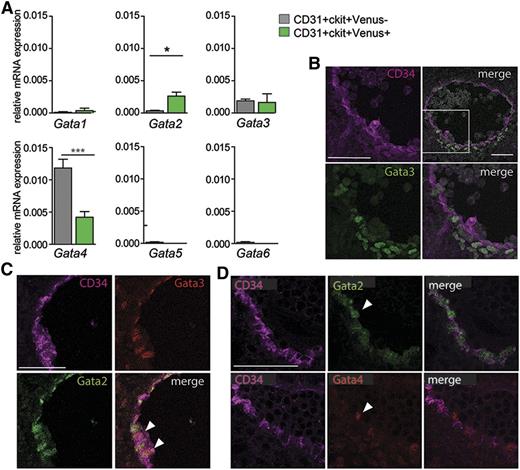 Figure 6. Gata family gene expression in AGM Gata2-dependent and -independent HPCs. (A) qRT-PCR for expression of Gata1, 2, 3, 4, 5, and 6 transcription factors (normalization with Gapdh) in E11 AGM CD31+cKit+Venus+ and CD31+cKit+Venus− cells. n = 3. SEM shown with *P = .05 and ***P = .001. (B) Transverse section of WT E10.5 AGM immunostained for CD34 (magenta) and Gata3 (green) showing expression of Gata3 in the aortic endothelial cells and some emerging hematopoietic cells and ventral mesenchymal cells directly under the aorta. (C) Transverse section of G2V E10.5 AGM immunostained for CD34 (magenta), Gata2 (green), and Gata3 (red) showing some overlapping expression of Gata2 and Gata3 in aortic endothelial cells (arrowheads). (D) Transverse consecutive sections of E11 G2V AGM immunostained for CD34 (magenta) and Venus (green) in the top panels and for CD34 (magenta) and Gata4 (red) in the bottom panels. Gata4 expression is observed in some ventral aortic endothelial cells and emerging hematopoietic cells (arrow).
