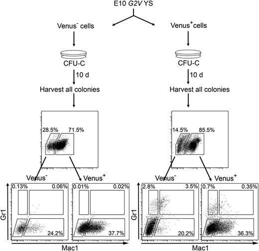 Figure 7. Gata2 is expressed by Venus− cells after culture. Schematic diagram showing method and FACS analysis by which Gata2 expression was found in the progeny of sorted Venus− HPCs. G2V YS tissue was FACS sorted into Venus− and Venus+ fractions. Cells were subsequently seeded in methylcellulose, and colonies were analyzed after 10 days of culture. Colonies were harvested from the dish, cells were washed and stained (with anti-Gr1 and anti-Mac1 antibodies), and Venus, Gr1, and Mac1 expression was analyzed by FACS. FACS plots (top) indicate Venus expression in cells harvested from Venus− (left) and Venus+ (right) CFU-C experiments. Note that both FACS analyses indicate Venus expression in both cultures. FACS plots (bottom) show Gr1 and Mac1 expression in Venus− and Venus+ populations in both cultures and that cells harvested from the Venus+ culture show a more immature phenotype.