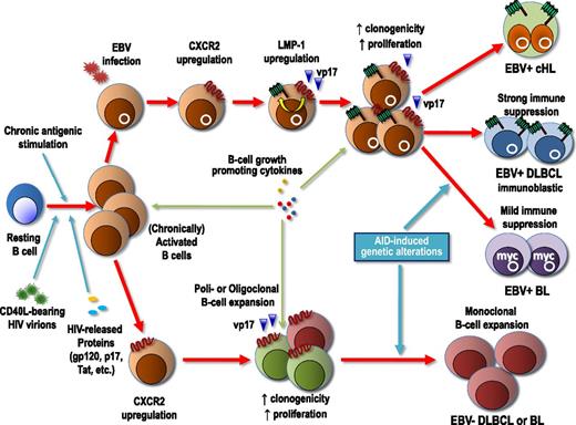 Figure 3. Proposed model of the pathogenesis of EBV-associated and EBV-unrelated lymphomas of HIV-infected patients. In a systemic background of immune suppression variably mitigated by cART, B lymphocytes are chronically activated by persistent antigenic stimulation, HIV virions bearing CD40L, HIV-released proteins (gp120, p17, Tat, etc), and various cytokines. Uncontrolled B-cell activation or EBV infection may upregulate CXCR2, an IL-8 receptor that may also serve as cellular receptor for HIV p17 and its variants. Triggering of CXCR2 by distinct p17 protein variants accumulated within nodal or extranodal lymphoid tissues may enhance B-cell clonogenicity and growth, thus increasing the likelihood of critical genetic alterations (chromosomal translocations involving c-MYC, Bcl-6 mutations, etc), which are also promoted by AID expression. In EBV-infected B cells, p17 variants may upregulate LMP-1, the major EBV oncoprotein, which further contributes to the development of EBV-associated lymphomas in this setting. In conditions of profound immune suppression, LMP-1 can be expressed by lymphoma cells, as it is the case of immunoblastic DLBCL, whereas the expression of this immunogenic EBV protein is silenced as immune escape mechanism in lymphomas associated with mild immunosuppression such as EBV-associated BL. HIV p17-mediated upregulation of LMP-1 may also contribute to the development of cHL in this setting.