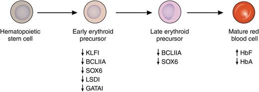 Induction of HbF by pomalidomide. Treatment with pomalidomide during in vitro differentiation of primary human erythroid cells leads to the concerted suppression of several known repressors of fetal globin gene expression. This suppression is noted at both the RNA and protein levels and is most pronounced early in differentiation. This leads to increased levels of HbF and decreased levels of adult hemoglobin (HbA) in mature erythrocytes. Professional illustration by Patrick Lane, ScEYEnce Studios.