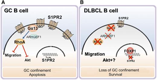 The FOXP1-S1PR2 axis in GCBs and its dysregulation in DLBCL. (A) The S1PR2/Gα13/ARFGEF1/Rho axis inhibits GCB migration and survival, resulting in their GC retention and growth control. (B) In FOXP1high DLBCL cells, FOXP1 suppresses S1PR2 expression, resulting in the loss of this inhibitory axis. Illustration by L. Patrussi, University of Siena.