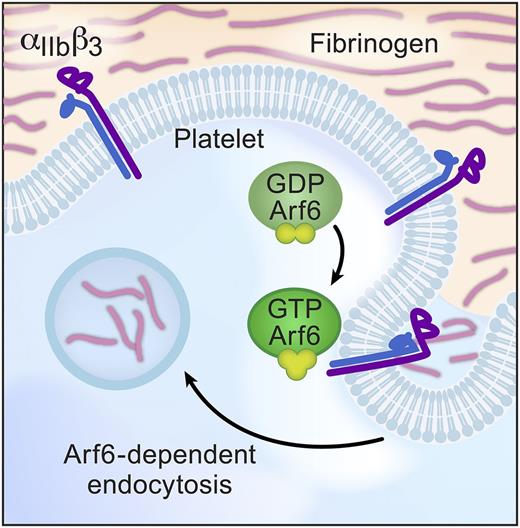 Model of Arf6-mediated fibrinogen endocytosis. Arf6 is a key intracellular trafficking molecule and, in platelets, enhances fibrinogen engulfment into intracellular vesicles. Arf6 also influences platelet spreading and clot retraction through mechanisms that remain incompletely understood. GDP, guanosine diphosphate; GTP, guanosine triphosphate.