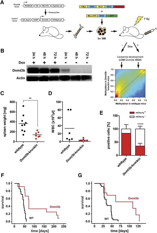 Figure 1. Dnmt3b expression prolongs leukemia latency. (A) Bone marrow from tetracycline-inducible Dnmt3b overexpressing mice was retrovirally transduced with MSCV-Myc-IRES-Bcl2-IRES-mCherry or MSCV-MLL-AF9-IRES-GFP oncogene vectors. Transduced cells were sorted for mCherry or GFP, respectively, and transplanted into sublethally irradiated recipient mice. Leukemia development was analyzed under conditions of high vs low DNA methylation. (B) Doxycycline-regulated Dnmt3b expression in sorted Myc-Bcl2 leukemic spleen cells from primary recipient mice of Dnmt3b-knock-in cells. Spleen cells were isolated from diseased mice and cultured in the presence of 1 µg/mL doxycycline, and protein expression was analyzed after different time points of addition and subsequent withdrawal of doxycycline by western blot. Spleen weight (C) and white blood cell (WBC) count (D) in primary recipients of Myc-Bcl2 leukemic Dnmt3b-knock-in cells at end of experiment. Each dot represents 1 leukemic mouse. **P < .01. (E) Percentage of leukemic (mCherry+) and nonleukemic (mCherry−) cells in bone marrow of primary recipient mice at end of experiment. Mean ± SD are shown (n = 5-9 mice). ****P < .0001. (F) Survival of primary recipients of Myc-Bcl2 leukemic wild-type and Dnmt3b-knock-in cells (n = 15 mice for each group). Dnmt3b expression was induced at time of transplantation. P < .001. (G) Survival of secondary recipients of Myc-Bcl2 leukemias (n = 15 mice for each group). P < .01.