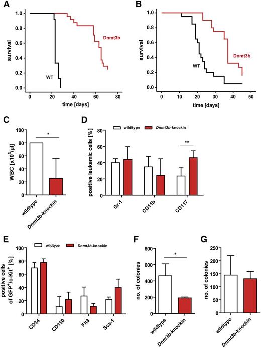 Figure 2. Effects of Dnmt3b-knock-in in MLL-AF9 leukemia model. (A-B) Survival of secondary (P < .001) (A) and tertiary (P < .001) (B) recipients of MLL-AF9–transduced wild-type and Dnmt3b-knock-in c-Kit+ LSCs. Dnmt3b expression was induced in all Dnmt3b-knock-in mice (n = 18-24 per group). (C) White blood cell counts of secondary recipients of wild-type and Dnmt3b-knock-in MLL-AF9–transduced cells at end of experiment; n = 3 for wild-type, n = 6 for Dnmt3b-knock-in. (D) Percentage of Gr-1+, CD11b+, and c-Kit+ cells in bone marrow of secondary recipients of wild-type (n = 11) and Dnmt3b-knock-in (n = 4) MLL-AF9 LSCs as determined by fluorescence-activated cell sorter analysis. (E) Expression of HSC markers CD34, CD150, Flt3, and Sca-1 on GFP+/c-Kit+ MLL-AF9 LSCs from bone marrow of recipients of wild-type and Dnmt3b-knock-in leukemias (n = 3 for each genotype). (F-G) Dnmt3b expression suppresses colony growth of c-Kit+ MLL-AF9 LSCs (top 20% of c-Kit–expressing cells were sorted for wild-type and knock-in mice). C-Kit+ cells (F) and total spleen cells (G) from secondary recipients of wild-type and Dnmt3b-knock-in MLL-AF9 LSCs were plated in triplicates in Methocult (n = 3-11 mice). Values in panels C-G are mean ± SD. *P < .05; **P < .01
