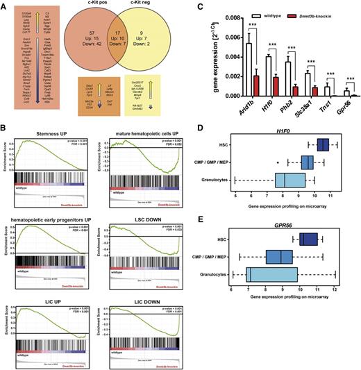 Figure 5. Dnmt3b alters the expression profile of LSCs and leads to downregulation of stem cell genes. (A) Genome-wide mRNA expression profiles of c-Kit+ MLL-AF9 LSCs and c-Kit− MLL-AF9 leukemic bulk cells were generated using Affymetrix Mouse Gene ST 2.0 arrays. Numbers of up- and downregulated genes in c-Kit+ and c-Kit− bone marrow cells from primary recipients of wild-type and Dnmt3b-knock-in MLL-AF9 leukemic cells were compared. (B) Gene set enrichment analysis of expression profiles of c-Kit+ wild-type and Dnmt3b-knock-in MLL-AF9 LSCs. Stemness genes and genes expressed in LICs were found in wild-type LSCs (left), whereas the expression profile of Dnmt3b-knock-in LSCs was enriched for genes expressed in mature hematopoietic cells or genes that are downregulated in LSCs and LICs (right). (C) Differentially expressed genes were filtered for those with reduced expression levels with DNA hypermethylation in both MLL-AF9 and Myc-Bcl2 leukemias at the same time. Relative expression levels of representative candidate genes were measured by real-time PCR analysis. Mean ± SD values are from 3 replicates normalized to expression levels of GAPDH. (D-E) Gene expression profiles of representative candidate genes in HSCs, granulocyte-macrophage progenitors, and mature granulocytes. Microarray data sets were analyzed using the Leukemia Gene Atlas (http://www. leukemia-gene-atlas.org). ***P < .001