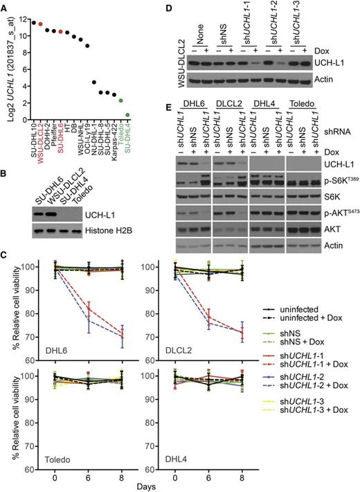Figure 6. UCH-L1 promotes AKT phosphorylation and cell survival in DLBCL. (A) The expression of UCHL1 is shown for a series of GCB-DLBCL cell lines. The cell lines used in this study are shown in red (UCHL1 HI) and green (UCHL1 LO). Data extracted from the CCLE (GSE36133) and analyzed using the R2: Genomics Analysis and Visualization Platform (http://r2.amc.nl). (B) Immunoblot analysis of the cell lines from panel A. Histone H2B is included as a loading control. (C-D) The cell lines from panel A were transduced with lentivirus’ encoding the indicated Dox-inducible shRNA constructs. Cell viability (C) was monitored using the MTS assay. The level of UCH-L1 (D) is shown for the WSU-CLCL2 cell line. shNS, control nonsilencing; shUCHL1, n = 3 independent UCHL1 targeting shRNA constructs. Similar results were obtained in SU-DHL6 cells. (E) The indicated cell lines were transduced with the indicated shRNA constructs as in panels C and D and the resulting extracts were analyzed with antibodies against the indicated proteins. Dox was included where indicated.