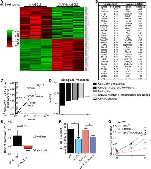 Figure 7. Transgenic UCH-L1 leads to altered gene expression in GCBs. (A-B) Gene expression profiling was performed using RNA extracted from GCBs from mice of the indicated genotypes (n = 3 each). (A) A heat map represents the relative expression of the 100 most discriminatory genes. (B) The 60 most altered genes (30 up, 30 down; P < .01) are shown with the mean fold-change indicated. (C) The list of genes from panel B were correlated with UCHL1 levels in 215 mature B-cell lymphomas extracted from GSE447514 and analyzed using the R2: Genomics Analysis and Visualization Platform (http://r2.amc.nl). The graph represents the Pearson correlation R2 value and the corresponding P value for each gene. The hatched area on the left represents a P > .05. Genes with the most significant correlation are indicated in red. (D) IPA was performed using the list of differentially expressed genes (P < .05) from panel A. The graph represents the P values of the top 5 altered biological processes. (E) The expression ratio (mean ± SE) of the list of top upregulated and downregulated genes from panel B in purified mouse light zone (LZ) or dark zone (DZ) cells (GSE3869617) is shown. The P value was calculated with the Student t test. (F) Formalin-fixed paraffin-embedded spleen sections from mice of the indicated genotypes were stained using the TUNEL assay. The graph represents the mean ± SE number of TUNEL-positive cells from 10 randomly selected high-power field (hpf) images from each of 3 mice per genotype (total of 30 hpf per genotype). P values were calculated with the Student t test. (G) Mice of the indicated genotypes (n = 6 each) were immunized with NP-CGG and the level of NP-specific IgG1 was determined by ELISA on the indicated days. *P < .05 (Student t test) for the comparison between IμHABCL6 and any of the other genotypes.