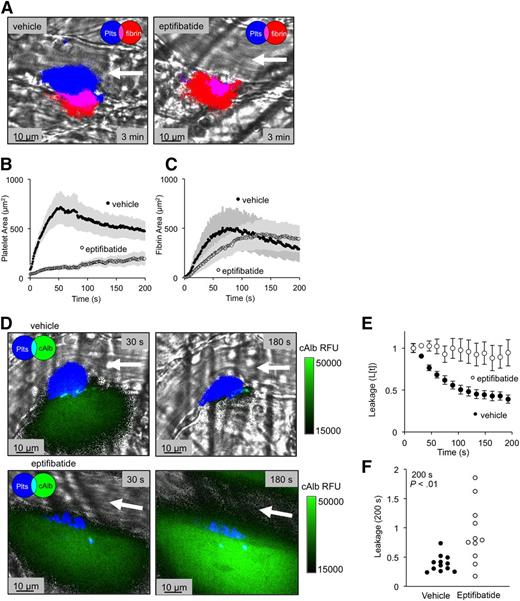 Figure 2. Inhibition of αIIbβ3 integrin reduces platelet accumulation and vessel sealing. (A) Representative images of thrombi formed in the presence of either vehicle (left) or eptifibatide (right) (20 mg/kg), showing both platelets (blue) and fibrin (red) 3 minutes postinjury. (B) Average platelet area and (C) fibrin area for both the vehicle-treated (black) and eptifibatide-treated (white) thrombi (± SEM). (D) Representative images of cAlb extravasation (green) at both 30 and 180 seconds postinjury for vehicle (top) and eptifibatide treated (bottom) thrombi (platelets are denoted in blue). (E) Time course and (F) dot plot of relative cAlb extravasation for vehicle (black) and eptifibatide (white) treated thrombi (vehicle n = 12, eptifibatide n = 11; ± SEM).