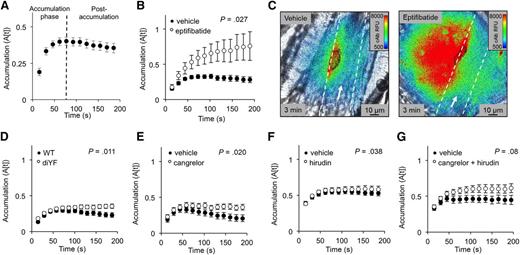 Figure 6. cAlb accumulation in the extravascular space. (A) cAlb accumulation was measured by the relative fluorescence remaining 15 seconds after each activating light pulse for 200 seconds (n = 47, ± SEM). (B) cAlb accumulation was measured for eptifibatide-treated thrombi (white), and vehicle-treated thrombi (black) (vehicle n = 12, eptifibatide n = 11; ± SEM). (C) Representative pseudo-colored images of cAlb intensity 3 minutes postinjury in vehicle-treated (left) and eptifibatide-treated (right) mice. The vessel wall is indicated by the dashed white line and platelets are outlined in black. (D) cAlb accumulation for diYF and WT thrombi, (E) cangrelor-treated, (F) hirudin-treated, and (G) cangrelor/hirudin-treated vs vehicle-treated thrombi (all n values the same as previously reported for the respective data set).