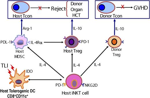Figure 1. Summary of the cell interactions and molecular products that prevent rejection of combined donor hematopoietic cell and organ transplants by host Tcons, and prevent GVHD induced by donor Tcons after conditioning with TLI and ATG. Cell death in the lymphoid tissues induced by fractionated irradiation is sensed by host CD8+ DCs that become tolerogenic with IDO production, and then activate host iNKT cells to upregulate surface markers such as PD-1 and NKG2D, and polarize their cytokine production toward IL-4. The host NKT cells, in turn, activate host Tregs to upregulate PD-1 and polarize their cytokine production toward IL-10. The host NKT cells also activate host MDSCs to upregulate PD ligand 1 and IL-4Rα, and to secrete arginase-1. These activated innate and adaptive host immune cells suppress rejection by host Tcons, and promote chimerism and organ graft acceptance. In parallel, the activated host NKT cells also activate donor Tregs to expand, and polarize their cytokine production toward IL-10. The donor Tregs block GVHD. IDO, indoleamine 2, 3-dioxygenase; iNKT, invariant NKT; NKG2D, NK group 2, member D; Tcon, conventional T cells.