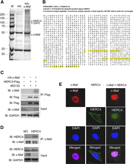 Figure 1. HERC4 interacts with the c-Maf protein. (A) Affinity-purification assay was performed using an anti-HA–specific antibody. c-Maf, HERC4, and USP5 were indicated by the arrows. (B) The HERC4-unique peptides identified by MS/MS are highlighted in yellow. (C) HEK293 cells were transiently transfected with HA-c-Maf and or HERC4 for 48 hours. Cell lysates were subjected to IP with a HERC4 antibody and subsequent IB with c-Maf or HERC4 antibodies. (D) MM1.S cells were infected with HERC4 lentivirus. Ninety-six hours later, cell lysates were prepared for co-IP with a c-Maf–specific antibody, followed by IB with a HERC4-specific antibody. (E) NIH3T3 cells were transfected with c-Maf, HERC4, or both plasmids; 48 hours later, cells were subjected to immunofluorescent staining and confocal analysis.