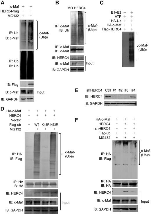 Figure 2. HERC4 is required for c-Maf ubiquitination. (A) HEK293 cells were transfected with an HA-c-Maf with or without a Flag-HERC4 plasmid. Forty-eight hours later, cells were treated with MG132 for 2 hours, followed by lysate preparation and co-IP with an anti-Ub–specific antibody and IB with indicated antibodies. (B) MM1.S cells were infected with HERC4 lentivirus. Ninety-six hours later, cell lysates were prepared for IP with an anti–c-Maf antibody followed by IB against indicated antibodies. (C) HA-c-Maf and Flag-HERC4 proteins were separately isolated and purified from overexpressing HEK293 cells with an anti-HA and Anti-Flag antibody, respectively. The purified proteins were then incubated in a 1.5-mL tube containing ATP and HA-Ub with or without E1-E2 mixture. Two hours later, the reaction was terminated and subjected to IP with an anti-Flag antibody followed by an anti–c-Maf antibody. (D) HEK293 cells were transfected with c-Maf, HERC4, wild-type (WT) or K48R or K63R mutated ubiquitin (Ub) plasmids. Twenty-four hours later, cells lysates were subjected to IP with an anti-HA antibody followed by IB with an anti-Flag antibody. (E) HEK293 cells were infected with individual HERC4 shRNAs; 48 hours later, cell lysates were prepared for evaluation of HERC4 protein levels by IB. (F) c-Maf, HERC4, and or HERC4 shRNA (#1) were introduced into HEK293 cells; 48 hours later, cell lysates were prepared for IP (with a Ub antibody) and IB against c-Maf. Cells were treated with MG132 before cell lysis.