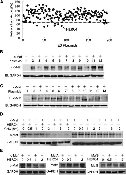Figure 3. HERC4 regulates c-Maf degradation. (A) NIH3T3 cells expressing c-Maf and the cyclin D2 promoter–driving luciferase were transfected with a selected subset of E3 ligase plasmids. Twenty-four hours later, cyclin D2 transactivation was assessed by the luciferase assay. (B) NIH3T3 cells were cotransfected with c-Maf and E3 candidates for 48 hours, and cell lysates were then prepared for IB to measure c-Maf protein level. 1, pcDNA3.1; 2, pcDNA3.1; 3, HERC4; 4, Itch; 5, CDKN1B; 6, COPS8; 7, CXCR4; 8, EDN1; 9, FBXL14; 10, WWP2; 11, HIF1A; 12, pcDNA 3.1. (C) NIH3T3 cells were transfected with HERC4 and several HECT-containing E3 plasmids for 48 hours before cell lysate preparation for c-Maf protein determination with IB. 1, pcDNA3.1; 2, pcDNA3.1; 3, HERC4; 4, HACE1; 5, FLJ21156; 6, UREB1; 7, DKFZP564G092 (HERC4); 8, ITCH; 9, WWP2; 10, ZNF313; 11.TRIM8; 12. RNF111; 13. HERC4-myc. (D) HEK293 cells were transfected with c-Maf, HERC4, or vector control. Forty-eight hours later, cells were treated with CHX (100 μg/mL) for 0, 0.5, 1, 2, 3, 4, 6, and 12 hours to inhibit de novo protein synthesis and were then harvested for IB. (E) HEK293 cells were transfected with MafA, MafB, or c-Maf along with increased HERC4. Forty-eight hours later, cells were harvested for IB to determine the Maf protein levels.