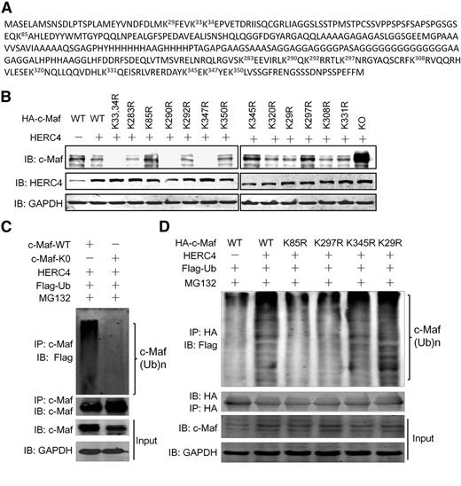 Figure 4. K85 and K297 were required for HERC4-mediated c-Maf ubiquitination. (A) Lysine residues in c-Maf protein. Each K was changed to arginine (R) by site-direct mutagenesis. (B) Wild-type (WT) and mutant c-Maf plasmids were transfected into HEK293 cells with or without a HERC4 plasmid. Forty-eight hours later, cell lysates were subjected to an IB assay for c-Maf. (C) WT or all-lysine-substituted (K0) c-Maf plasmids were transfected with HERC4 and Ub-Flag. Forty-eight hours later, cells were treated with MG132 for 2 hours before cell lysate preparation. Cell lysates were immunoprecipitated with an anti–c-Maf antibody, followed by IB against Flag (Ub) or c-Maf. (D) HEK293 cells were transfected with HERC4, Flag-Ub, and WT or the indicated c-Maf variant. Forty-eight hours later, cells were treated with or without MG132 before cell lysate preparation. Cell lysates were then subjected to IP with an anti-HA antibody (for c-Maf), and a subsequent IP assay against Flag (for Ub).