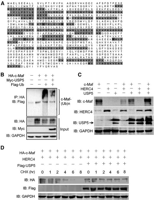 Figure 5. USP5 abolishes c-Maf degradation induced by HERC4. (A) USP5 was identified in the c-Maf immunoprecipitates by liquid chromatography-MS/MS. Unique peptides in USP5 identified by MS were highlighted. (B) HEK293 cells were transfected with c-Maf, USP5, and Ub plasmids. Forty-eight hours later, cell lysates were prepared for IP with an anti-HA antibody, followed by IB assay against ubiquitin (anti-Flag). (C) HEK293 cells were cotransfected with c-Maf, HERC4, and USP5 alone or together. Forty-eight hours later, cell lysates were prepared for IB. (D) HEK293 cells were transfected with c-Maf, HERC4, with or without USP5 for 24 hours followed by CHX treatment for indicated duration. Cell lysates were then prepared for IB assay.