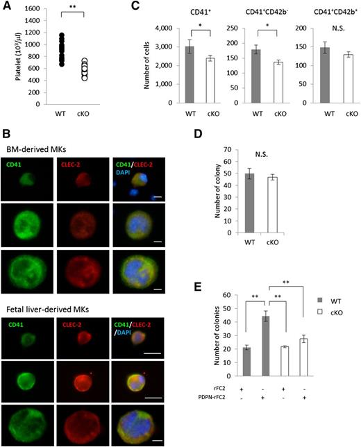 Figure 1. CLEC-2/PDPN interaction promoted megakaryocyte expansion. (A) Blood platelet numbers in CLEC-2 WT and cKO mice. CLEC-2 WT, n = 19; CLEC-2 cKO, n = 22. (B) CLEC-2 expression pattern during megakaryocyte differentiation. BM- or fetal liver-derived megakaryocytes were differentiated with TPO in vitro. CLEC-2 expression pattern was validated by ICC. (C) Quantification of BM megakaryocytes in CLEC-2 WT and cKO mice by FACS. The graph on the left indicates the total numbers of CD41+ megakaryocytes. The graphs in the middle and on the right show the numbers of megakaryocyte subsets, CD41+CD42b− (immature megakaryocytes) and CD41+CD42b+ (mature megakaryocytes), respectively. CLEC-2 WT, n = 8; CLEC-2 cKO, n = 11. (D-E) Quantification of megakaryocyte expansion by the MegaCult-C colony-formation assay. (D) Autonomous expansion in CLEC-2 WT and cKO megakaryocytes, n = 3 per group. (E) Stimulated expansion with recombinant PDPN (PDPN-rFC2, 20 μg/mL), n = 4 per group. The error bars reflect SEMs. *P < .05. **P < .01. N.S., a nonsignificant difference.