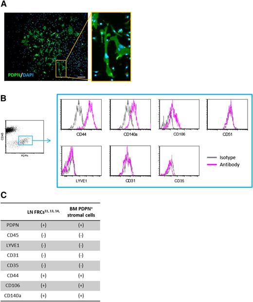 Figure 3. Characterization of BM periarteriolar PDPN-expressing stromal cells. (A) Representative ICC image of cultured PDPN+ BM stromal cells. Scale bar, 50 μm. (B) FACS immunophenotyping results of BM PDPN+ stromal cells. Cultured BM PDPN+ stromal cells are stained with LYVE1 (positive marker of LECs), CD31 (positive marker of vascular endothelial cells), CD35 (negative marker of LN FRCs), CD51 (positive marker of CAR cells), CD44, CD140a, and CD106 (positive marker of LN FRCs). The FACS scattergram and histograms show representative data from 3 independent experiments. (C) Immunophenotypic pattern of LN FRCs and BM PDPN+ stromal cells.