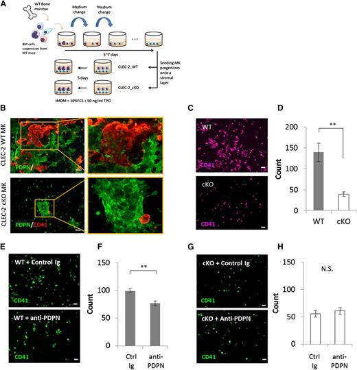 Figure 4. BM FRC-like cells positively regulate megakaryocyte expansion via the CLEC-2/PDPN interaction. (A) Scheme of coculture of megakaryocyte progenitors within BM stromal layer containing BM FRC-like cells. (B) Representative ICC image of coculture of CLEC-2 WT megakaryocytes (top) or cKO megakaryocytes (bottom) with BM stromal cells. BM FRC-like cells were detected as PDPN+ cells (green). Megakaryocyte lineages were detected as CD41+ cells (red). (C-D) Expansion level of CLEC-2 cKO megakaryocytes was reduced as compared with that of CLEC-2 WT megakaryocytes in coculture with BM FRC-like cells. (E-H) Treatment with a PDPN blocking antibody (anti-PDPN, clone: 8F11, 15 μg/mL) suppressed megakaryocyte expansion of CLEC-2 WT (E-F), but not cKO cells (G-H) in coculture with BM FRC-like cells. Representative ICC images of CD41+ megakaryocytes in coculture with BM FRC-like cells (C,E,G), and quantitative absolute numbers of CD41+ megakaryocytes in fields, n = 4 per group (D,F,H). Scale bar, 100 μm for panels B, C, E, and G. The error bars represent SEMs. *P < .05, **P < .01. MK, megakaryocyte; N.S., a nonsignificant difference.