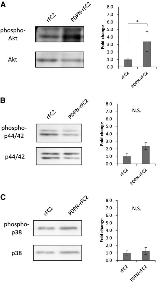 Figure 5. Akt phosphorylation levels increased in PDPN-stimulated megakaryocytes. Phosphorylation levels of Akt (A), p44/42 (B), and p38 (C) were examined by western blotting. The left images show representative bands for each target protein, and the results are quantified in the right graphs (n = 3 per group). The error bars reflect the SEMs. *P < .05. N.S., a nonsignificant difference.