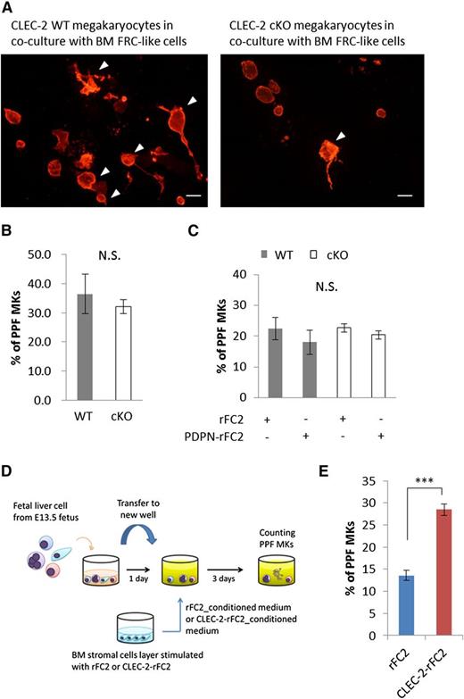 Figure 6. PPF by CLEC-2 WT megakaryocytes is facilitated by coculture with BM FRC-like cells. (A) Representative ICC images of proplatelet-forming megakaryocytes in coculture with BM FRC-like cells. CLEC-2 WT megakaryocytes (left panel) and CLEC-2 cKO megakaryocytes (right panel) were cocultured with BM FRC-like cells for 5 days. Megakaryocytes were stained with CD41 (red). Arrowheads indicate the proplatelet-forming megakaryocytes. Scale bar, 50 μm. (B-C) Quantification of PPF megakaryocytes in a fetal liver PPF model, with or without recombinant PDPN (PDPN-rFC2) treatment. (B) Cell-autonomous PPF in CLEC-2 WT (n = 3) and cKO megakaryocytes (n = 5). (C) Stimulated PPF with PDPN-rFC2 (20 μg/mL) in CLEC-2 WT and cKO megakaryocytes. CLEC-2 WT with rFC2, n = 3; CLEC-2 WT with PDPN, n = 3; CLEC-2 cKO with rFC2, n = 6; CLEC-2 cKO with PDPN, n = 7. (D) Scheme of the conditioned medium used in the fetal liver PPF assays. (E) Quantification of PPF with rFC2-conditioned medium or CLEC-2–conditioned medium, n = 6 per group. The error bars represent SEMs. ***P < .001. N.S., a nonsignificant difference.