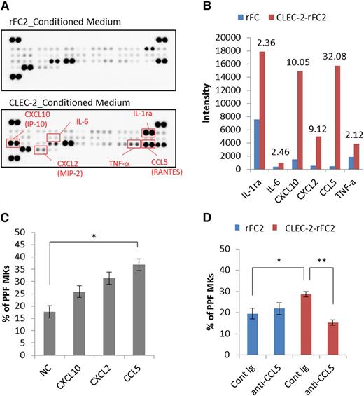 Figure 7. The CLEC-2/PDPN interaction induces BM FRC-like cells to secrete a PPF-facilitating factor, CCL5. Identification of PPF-facilitating factor in CLEC-2–conditioned medium (supernatant from CLEC-2–stimulated BM FRC-like cells). (A) Results obtained using the Proteome Profiler Mouse Cytokine Array Panel A. The top and bottom panels indicate the acquired array images from rFC2-conditioned medium and CLEC-2–rFC2-conditioned medium, respectively. (B) Spot intensity on the Proteome Profiler Mouse Cytokine Array Panel A with rFC2- and CLEC-2–rFC2-conditioned medium. This graph shows quantitative results of the images shown in panel A. Values above each bar indicate the fold-change of rFC2-conditioned medium (blue bar) relative to CLEC-2–conditioned medium (red bar). (C) PPF assay with recombinant CXCL10, CXCL2, and CCL5 (n = 6 per group). (D) CCL5-neutralizing antibody (AF478, 1.5 μg/mL final) suppressed PPF in culture with CLEC-2–conditioned medium (n = 6 per group). The error bars represent SEMs. *P < .05, **P < .01. Cont Ig, control immunoglobulin; IL-1ra, IL-1 receptor antagonist; NC, negative control; TNF-a, tumor necrosis factor-α.