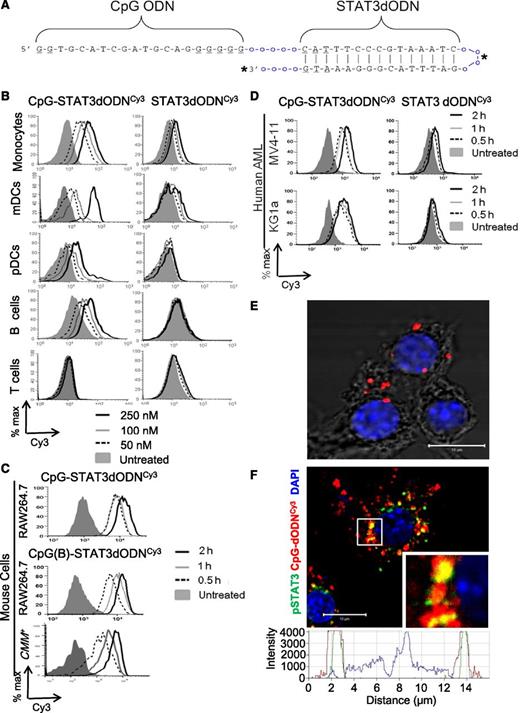 Figure 1. Design and cell-selective intracellular uptake of the CpG-STAT3 decoy oligonucleotide. (A) Predicted hairpin structure of the CpG-STAT3dODN consisting of CpG-D19 ODN linked to the double-stranded STAT3 decoy. Underlined are phosphothioation sites in the ODN backbone; o = single unit of the C3 carbon chain (CH2)3; asterisks (*) indicate fluorochrome conjugation sites (Cy3, 3′ end; FITC, in the linker). (B-D) Dose- and time-dependent internalization of CpG-STAT3dODN by target immune and leukemic cells without any transfection reagents. CpG(D19)-STAT3dODN or unconjugated STAT3dODN molecules were Cy3-labeled to detect their intracellular uptake by target cells using flow cytometry. (B) Human immune cells were incubated with indicated concentrations of CpG(D19)-STAT3dODNCy3 or STAT3dODNCy3 for 4 hours. The oligonucleotide uptake by CD14+ monocytes, CD1c+ (BDCA1+) mDCs, CD303+(BDCA2+) pDCs, CD19+ B cells, and CD3+ T cells was measured using flow cytometry. Similar results were obtained from 3 independent experiments. (C) Mouse RAW264.7 macrophages and CMM+ (Cbfb/MYH11/Mpl+) leukemia cells rapidly internalize CpG(D19)- and CpG(1668)-STAT3dODN conjugates. Cells were incubated with 250 nM Cy3-labeled conjugates for indicated times. (D) Cultured human AML cells (MV4-11, KG1a) quickly internalize CpG(D19)-STAT3dODN (500 nM) but not unconjugated STAT3 decoy. (E-F) CpG-STAT3dODN colocalizes and directly interacts with cytoplasmic STAT3 after internalization into target cells. (E) Direct interaction between CpG(D19)-STAT3dODNFITC and activated STAT3 as verified using FITC- and pSTAT3-specific antibodies and proximity ligation assay. RAW264.7 macrophages were incubated with 500 nM CpG(D19)-STAT3dODNFITC for 1 hour, fixed, and permeabilized. The interaction between the oligonucleotide and pSTAT3 using in situ proximity ligation assay (PLA) with FITC- and pSTAT3-specific antibodies labeled with PLA probes. The close proximity of both molecules is indicated by cyclic polymerase reaction producing red fluorescent spots in the cytoplasm. Shown is the image representative for 1 of 3 independent experiments with similar results; scale bar, 10 μm. (F) The intracellular localization of the FITC-labeled oligonucleotide and activated STAT3 was assessed using confocal microscopy after staining with pSTAT3-specific antibodies; inlay, the enlargement of the perinuclear area; bottom, overlay of signal intensities for fluorescent channels across the cell of interest as indicated by the dotted line: green, CpG-dODNFITC; red, pSTAT3; blue, nuclear staining with DAPI. Shown are representative images from 1 of 3 independent experiments with similar results; scale bar = 10 µm. % max, percentage of maximum; DAPI, 4,6 diamidino-2-phenylindole.