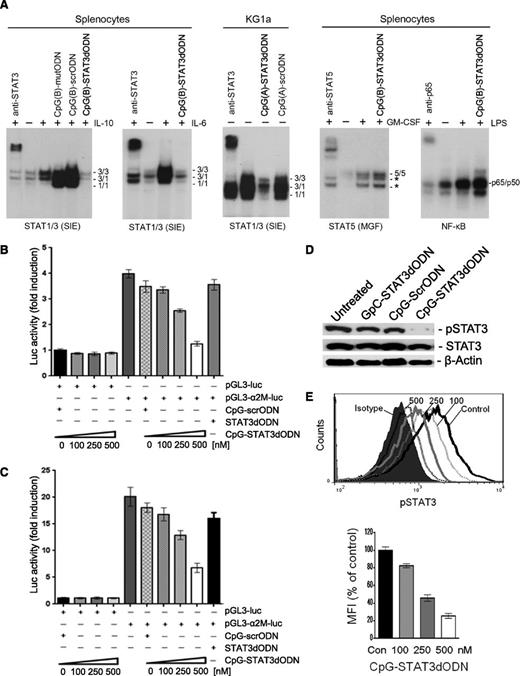 Figure 2. CpG-STAT3dODN inhibits STAT3 DNA binding, tyrosine phosphorylation, and transcriptional activity in target immune and leukemic cells in vitro. (A) CpG-STAT3dODN inhibits DNA binding of STAT3 and STAT1 but not other transcription factors (TFs). Mouse splenocytes or human KG1a leukemic cells were incubated with indicated CpG-STAT3dODN, control CpG-scrODN (scrambled decoy), or CpG-mutODN (point-mutated decoy) at 500 nM for 48 hours; CpG(A) = D19, CpG(B) = 1668. Cells were then stimulated as indicated or left untreated before isolation of nuclear extracts. The DNA-binding activity of various transcription factors was assessed in EMSA using radiolabeled probes specific for STAT1/STAT3, STAT5, and NF-κB; band identities were verified using specific antibodies; *, unspecific bands. Results represent at least 2 independent experiments with similar outcome. (B-C) CpG-STAT3dODN dose-dependently reduces transcriptional STAT3 activity. MV4-11 (B) and KG1a (C) AML cells were incubated for 18 hours with indicated doses of CpG-STAT3dODN or control CpG-scrODN and then transfected with STAT3-responsive α2M-promoter-luciferase reporter plasmid or empty vectors, together with Renilla-luciferase plasmid to control transfection efficiency. After 30 hours, the level of STAT3-induced transcriptional activity was assessed in cell lysates by measuring dual-luciferase activity in 2 independent experiments in triplicates; means ± standard error of the mean (SEM) (n = 3). (D-E) CpG-STAT3dODN reduces STAT3 activation but not protein levels in AML cells. (D) Levels of pSTAT3 and total STAT3 protein in human MV4-11 AML cells incubated for 48 hours with 500 nM CpG(D19)-STAT3dODN in comparison with CpG(D19)-scrODN or GpC-STAT3dODN used as negative control. Representative western blotting results showing pSTAT3 and STAT3 protein levels, using β-actin to control loading. (E) Dose-dependent inhibition of STAT3 phosphorylation by CpG-STAT3dODN. Mouse splenocytes were incubated with different concentrations of CpG(1668)-STAT3dODN or CpG(1668)-scrODN control for 48 hours, then stimulated for 20 minutes using IL-6 (20 ng/mL). pSTAT3 levels were assessed using intracellular staining with specific antibodies and flow cytometry. Representative histogram overlay (top) and averaged mean fluorescence intensities (MFIs) from triplicate samples (bottom); shown are means ± SEM (n = 3). GM-CSF, granulocyte macrophage colony-stimulating factor; LPS, lipopolysaccharide.