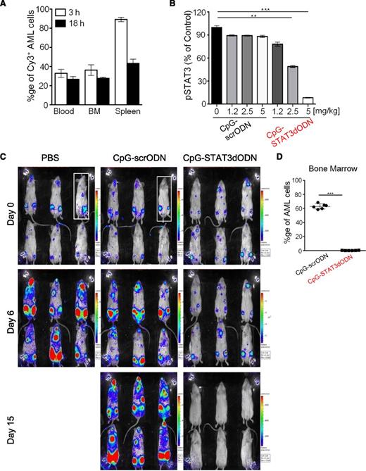 Figure 3. Systemic administration of CpG-STAT3dODN targets disseminated AML inducing leukemia regression. (A) Biodistribution of systemically injected CpG(D19)-STAT3dODN. MV4-11 AML cells were engrafted into immunodeficient NSG mice. Mice were then injected IV using Cy3-labeled CpG-STAT3dODN (5 mg/kg) and euthanized 3 to 18 hours later. Percentages of Cy3+/hCD45+ double-positive MV4-11 cells were assessed using flow cytometry in single-cell suspensions prepared from blood, bone marrow (BM), or spleen. Shown are representative results of 2 independent experiments using a total of 6 mice analyzed individually; means ± SEM. (B) Dose-dependent inhibition of STAT3 activity in AML in vivo. AML-bearing mice were treated 3 times using CpG-STAT3 dODN or control CpG-scrODN at indicated dosing every other day and euthanized 1 day after the last treatment. STAT3 activity at the level of Y705 phosphorylation was measured using flow cytometry; means ± SEM (n = 6). (C) Systemic delivery of CpG-STAT3dODN induces regression of human AML in mice. MV4-11ch/luc-bearing NSG mice were treated using daily IV injections (5 mg/kg) for 15 days. Tumor burden was monitored using the bioluminescent imaging (BLI) on an IVIS 100 imaging system. (D) The percentages of human CD45+ MV4-11ch/luc cells in various organs were assessed using flow cytometry at the end of the experiment (day 15); means ± SEM (n = 6). % ge, percentage.