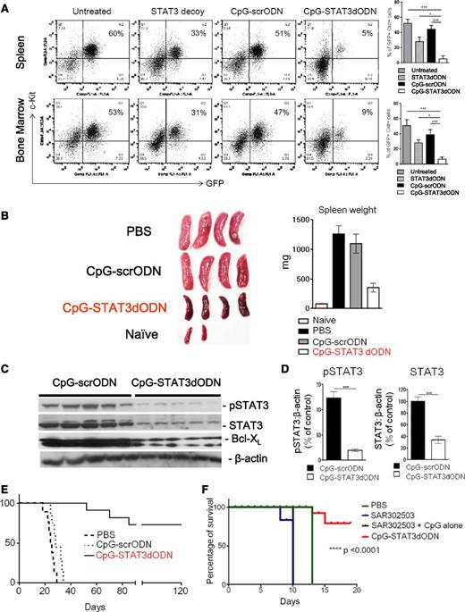 Figure 5. Systemic CpG-STAT3dODN treatment induces regression of syngeneic Cbfb/Myh11/Mpl leukemia in mice. C57BL/6 mice were injected IV with 250 000 fresh CMM cells. After 7 to 10 days when tumors were engrafted (ranging from 1% to 5% of AML cells in blood), mice were injected 6 times with CpG(1668)-STAT3dODN or control CpG(1668)-scrODN (5 mg/kg) every other day and euthanized a day after the last treatment. (A) Reduction of leukemia burden in spleen (top) or bone marrow (bottom) after treatment using CpG-STAT3dODN, STAT3dODN alone, or control CpG-scrODN. (Left) The representative flow cytometric results of GFP+c-Kit+ AML cells from various groups of mice. Shown are combined results from 6 mice per group; means ± SEM. Statistically significant differences between groups are indicated with asterisks. (B) Spleen sizes in various group of mice treated as described in panel A. (Left) Representative image of spleens harvested from mice at the end of experiment. (Right) Combined results showing spleen weight for each treatment group. (C) STAT3 inhibition by CpG-STAT3dOND results in decreased pSTAT3 and total STAT3 levels as well as in reduction of BCL-XL. The western blot analysis of bone marrow from CpG-STAT3dODN– or control CpG-scrODN–treated mice. Similar results were derived from 3 independent experiments. (D) Band intensities were quantified densitometrically using ImageJ version 1.46 software based on identically exposed images. Statistically significant differences between CpG-STAT3 dODN and CpG-scrODN–treated groups are indicated by asterisks (**P < .003; ***P < .0001). (E) Systemic administration of CpG-STAT3dODN reduces leukemia-initiating potential in the CMM model. CMM cells were isolated from bone marrow of primary recipient mice treated as described in panel A. Magnetically enriched c-Kit+ AML cells pooled from CpG-STAT3dODN, CpG-scrODN, or untreated mice were combined and counted, and identical cell numbers were injected into secondary recipient mice. Long-term survival of the secondary transplant recipients is shown; n = 10 for each group. (F) Systemic STAT3 inhibition using a small-molecule Jak2/STAT3 inhibitor (SAR302503/TG101348) fails to improve survival of AML-bearing mice. Mice engrafted with CMM leukemia as described in panel A were treated 6 times every other day using CpG-STAT3dODN (5 mg/kg by IV injections), SAR302503 alone (100 mg/kg by oral gavage), or SAR302503 combined with CpG ODN (5 mg/kg by IV injections) vs control mice (treated with PBS); n = 6 in each treatment group.