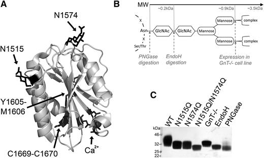 Figure 1. Structure and manipulation of the VWF A2 domain N-linked glycans. (A) Crystal structure of the VWF A2 domain (3ZQK, chain C) is shown with the 2 N-linked glycosylation attachment sites (N1515 and N1574), scissile bond (Y1605-M1606), vicinal disulfide bond (C1669-C1670) and calcium binding site (Ca2+) residues in black. (B) Basic representation of N-linked glycan structure with asparagine backbone attachment motif and carbohydrate structure shown in black. Enzymatic cleavage sites (PNGase and EndoH) and inhibition of complex sugars (GnT−/−) shown by gray dashed lines with approximate MWs displayed. (C) VWF A2 domain fragments with full glycosylation (WT), mutated asparagine attachment site(s) (N1515, N1574Q, and N1515/N1574Q), or truncated glycan structures (GnT−/−, EndoH, and PNGase) after expression with or without enzymatic treatment and purification were analyzed by sodium dodecyl sulfate–polyacrylamide gel electrophoresis (SDS-PAGE) on a 4% to 12% Bis-Tris gel followed by silver staining to determine changes in MW/glycan structure.
