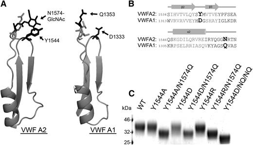 Figure 4. N1574-GlcNAc intradomain interactions. (A) Part of the crystal structures of the regions of the VWF A2 domain (3ZQK, I1535-N1577) and VWF A1 domain (1AUQ, V1314-S1356) containing the β2-β3 hairpin and α2-α3 loop. (B) Alignment of the VWF A2 and VWF A1 domain (adapted from Zhang et al17) regions containing important glycosylation site and potential hydrophobic interaction sites. Amino acids forming secondary structures in gray and key residues displayed in larger bold font. (C) VWF A2 domain fragments containing mutation(s) to glycosylation site, a candidate hydrophobic interaction partner, or combinations of these were analyzed by SDS-PAGE on a 4% to 12% Bis-Tris gel followed by silver staining after expression and purification to determine changes in MW caused by alteration of the surface glycan structure (the N1515Q/N1574Q/Y1544D variant is labeled as Y1544D/NQ/NQ).